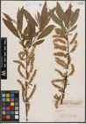 Foto von Salix cordata Michx. x Salix sericea Marshall